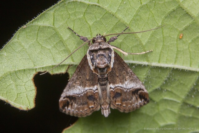 Risoba obscurivialis • © Marcus Ng Fu Chuan • CC BY-NC-ND 4.0