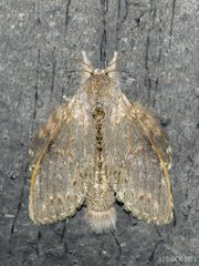 Neostauropus