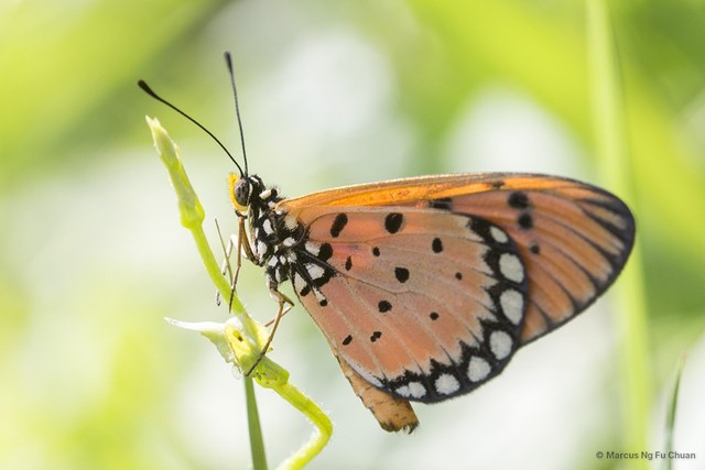 Acraea terpsicore • © Marcus Ng Fu Chuan • All Rights Reserved