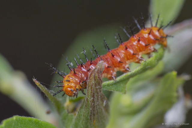 Acraea terpsicore