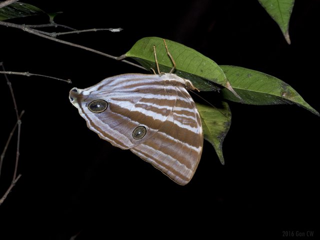 Amathusia friderici • © Gan Cheong Weei • CC BY-NC 4.0