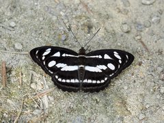 Athyma reta moorei