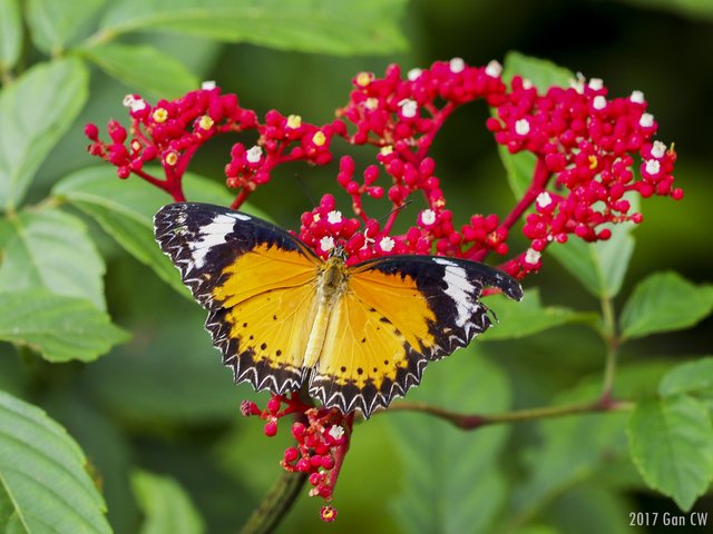 Cethosia cyane • © Gan Cheong Weei • CC BY-NC 4.0