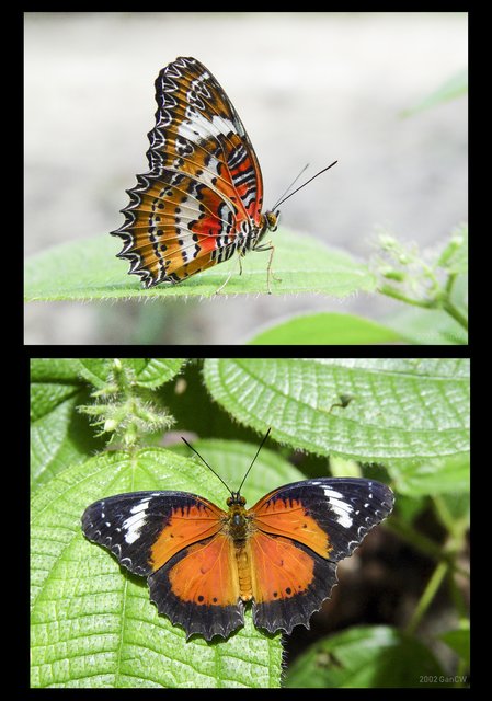 Cethosia penthesilea • © Gan Cheong Weei • CC BY-NC 4.0