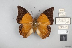 Charaxes (Charaxes) bernardus crepax • © Wan FA Jusoh • All Rights Reserved