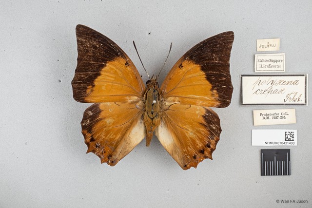 Charaxes (Charaxes) bernardus crepax