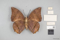 Charaxes (Charaxes) bernardus crepax • © Wan FA Jusoh • All Rights Reserved