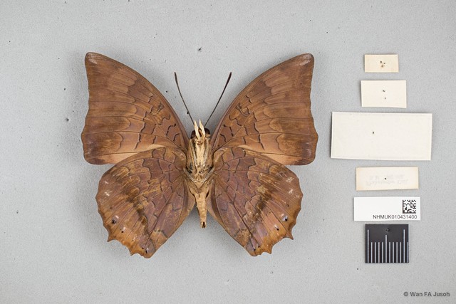 Charaxes (Charaxes) bernardus crepax