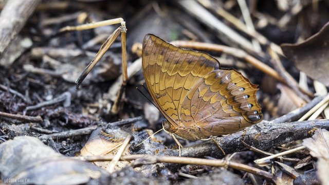 Charaxes (Charaxes) bernardus crepax • © Gan Cheong Weei • CC BY-NC 4.0
