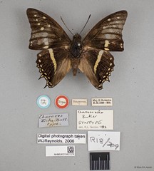 Charaxes solon echo • © Wan FA Jusoh • All Rights Reserved