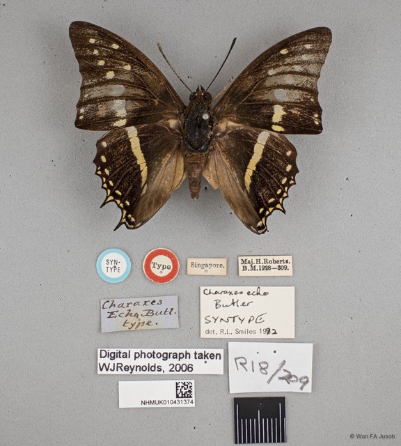 Charaxes solon echo • © Wan FA Jusoh • All Rights Reserved