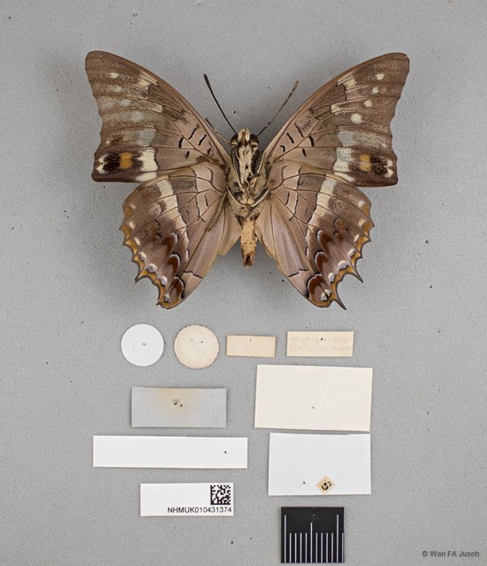 Charaxes solon echo