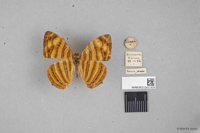 Chersonesia rahria rahria