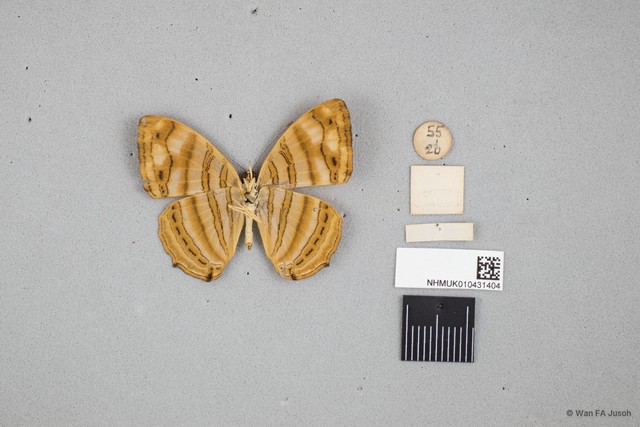 Chersonesia rahria rahria