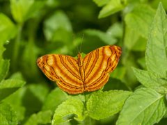 Chersonesia rahria rahria • © Gan Cheong Weei • CC BY-NC 4.0