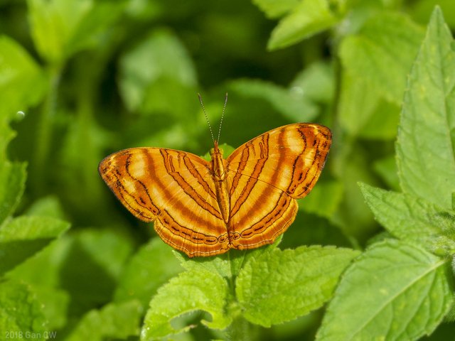 Chersonesia rahria rahria • © Gan Cheong Weei • CC BY-NC 4.0