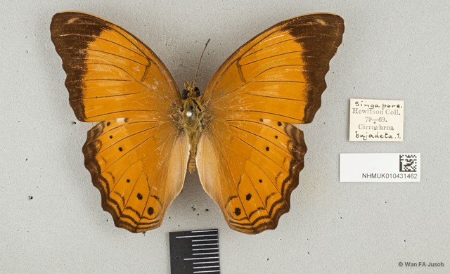 Cirrochroa emalea emalea