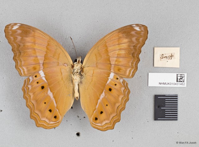Cirrochroa emalea emalea