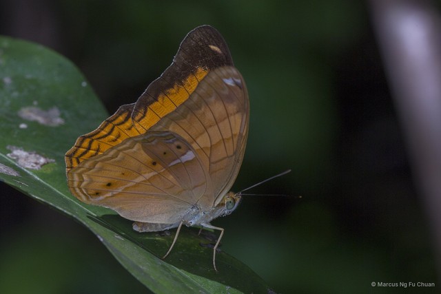 Cirrochroa emalea emalea • © Marcus Ng Fu Chuan • All Rights Reserved