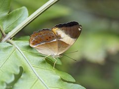 Cirrochroa orissa orissa