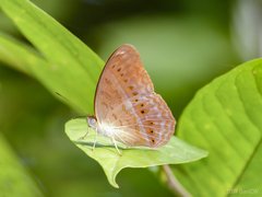 Cirrochroa tyche rotundata