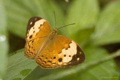 Cupha erymanthis lotis