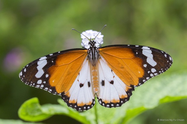 Danaus chrysippus chrysippus • © Marcus Ng Fu Chuan • All Rights Reserved