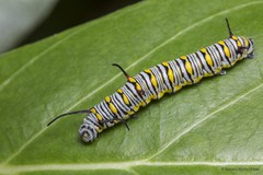 Danaus chrysippus chrysippus • © Marcus Ng Fu Chuan • All Rights Reserved