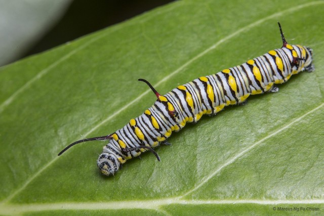 Danaus chrysippus chrysippus