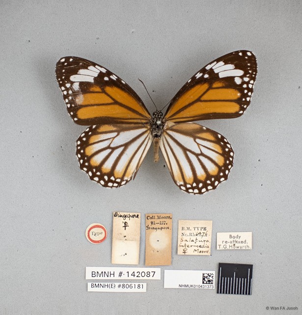 Danaus genutia genutia