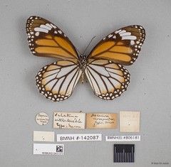 Danaus genutia genutia • © Wan FA Jusoh • All Rights Reserved