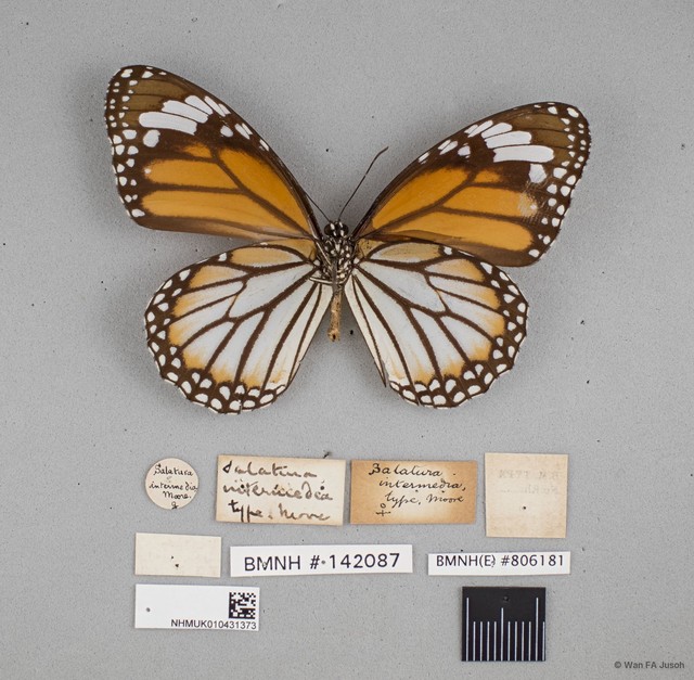 Danaus genutia genutia