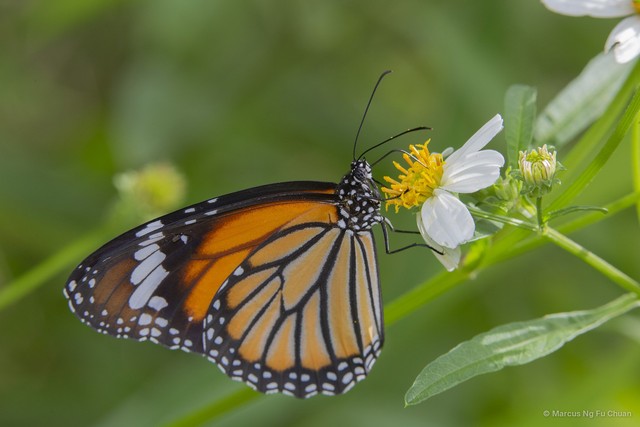 Danaus genutia genutia • © Marcus Ng Fu Chuan • All Rights Reserved