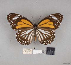 Danaus melanippus hegesippus • © Wan FA Jusoh • All Rights Reserved