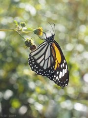 Danaus melanippus hegesippus • © Gan Cheong Weei • CC BY-NC 4.0