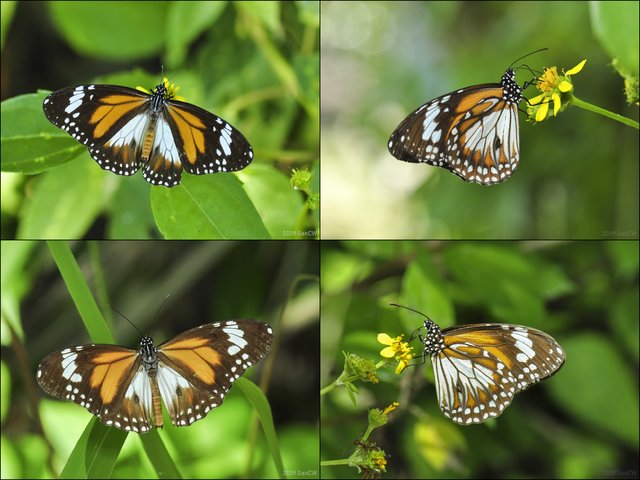 Danaus affinis malayana • © Gan Cheong Weei • CC BY-NC 4.0