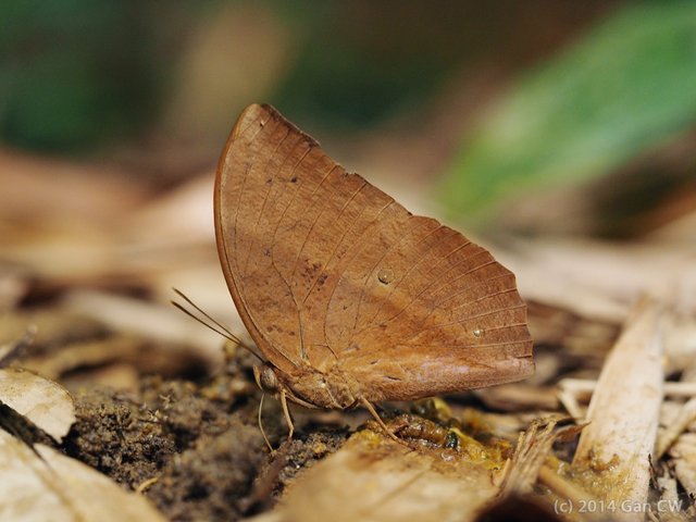Discophora sondaica despoliata • © Gan Cheong Weei • CC BY-NC 4.0
