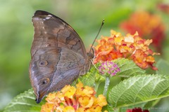 Doleschallia bisaltide bisaltide