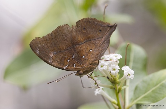 Doleschallia bisaltide pratipa • © Marcus Ng Fu Chuan • All Rights Reserved