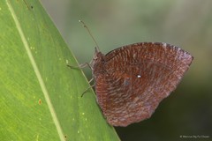 Elymnias hypermnestra beatrice