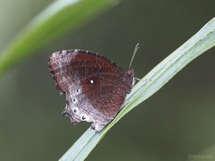 Elymnias panthera panthera