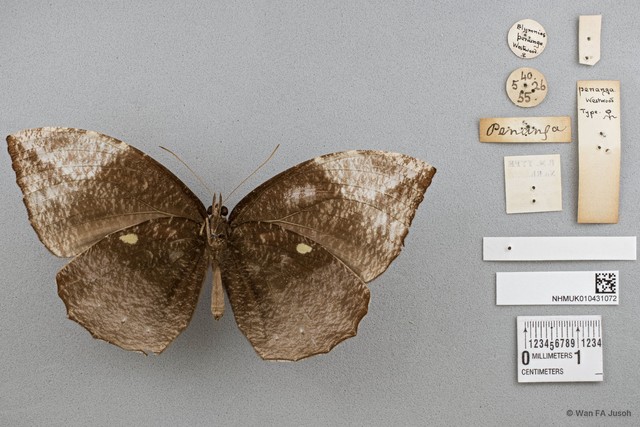Elymnias penanga