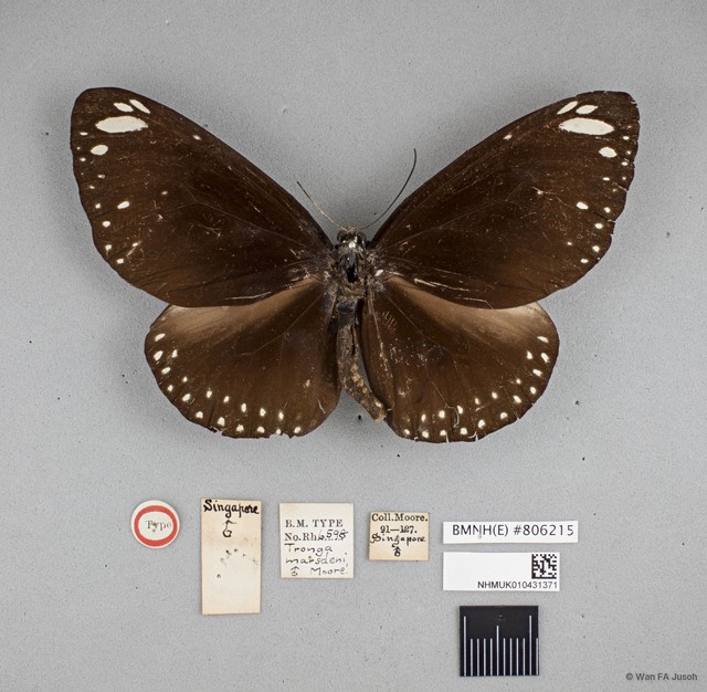 Euploea crameri bremeri