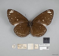 Euploea crameri bremeri • © Wan FA Jusoh • All Rights Reserved