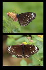 Euploea crameri bremeri