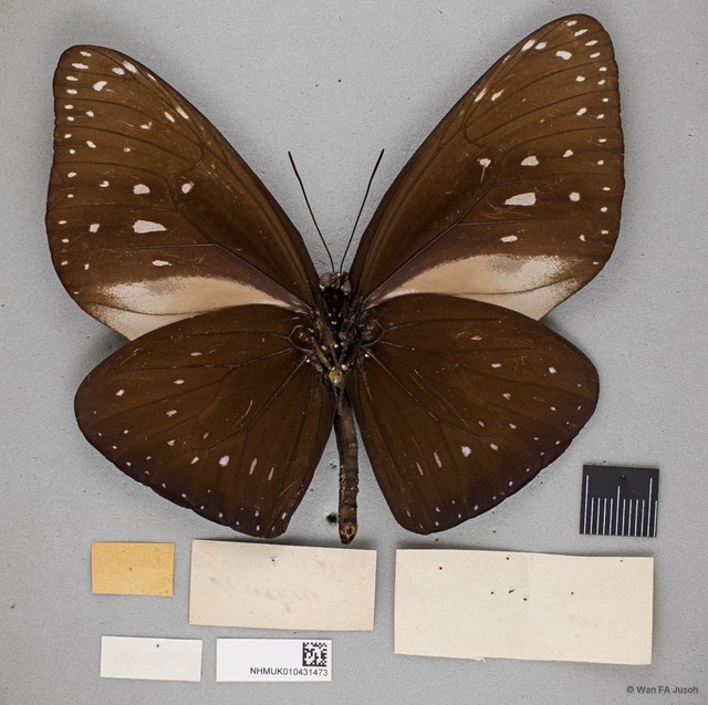 Euploea phaenareta castelnaui