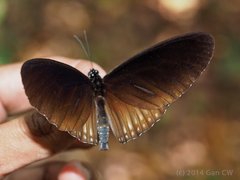 Euploea eyndhovii gardineri