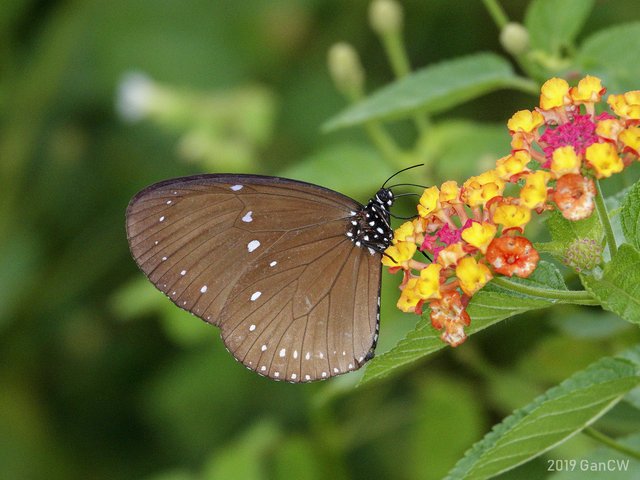 Euploea tulliolus ledereri • © Gan Cheong Weei • CC BY-NC 4.0