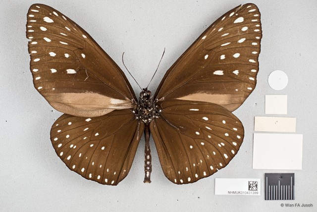 Euploea camaralzeman malayica