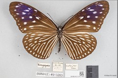 Euploea mulciber mulciber